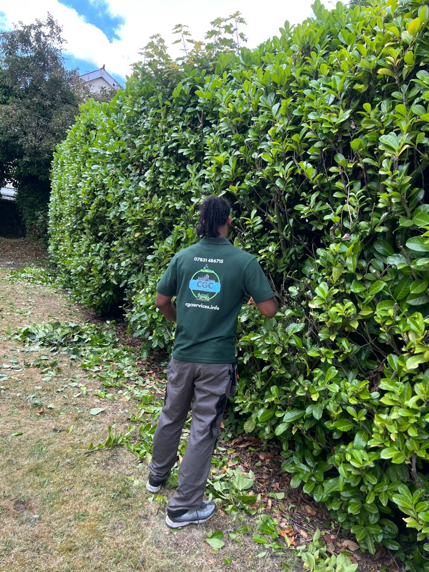 Professional hedge trimming in progress